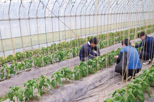 飯南の豊かな自然と冷涼な気候