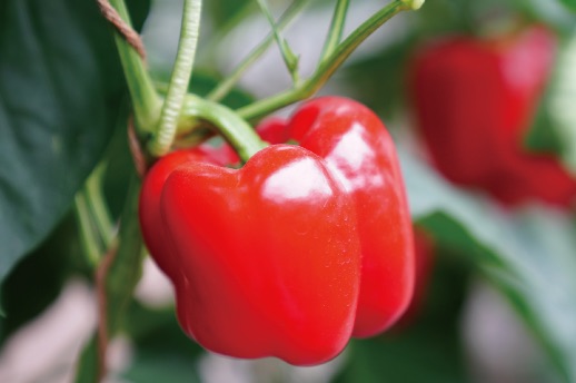 完熟果のみを収穫