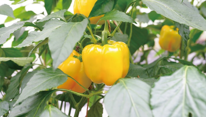 飯南町パプリカ