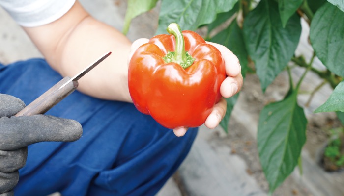 飯南町パプリカ